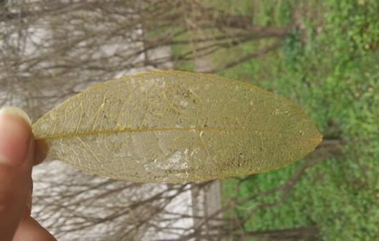 QQ鎴浘20161206110947.jpg QQ鎴浘20161206110947.jpg